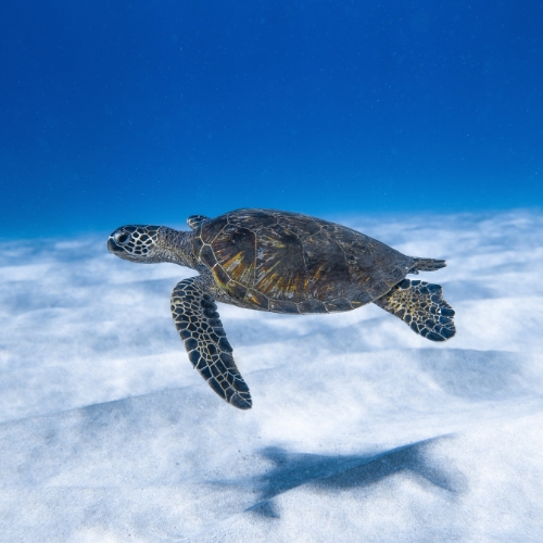 Swim with Hawaiian Green Sea Turtles