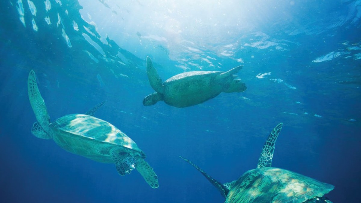 Three turtles swimming underwater with sunlight filtering through the ocean.