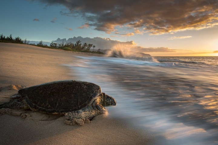 a turtle in the water