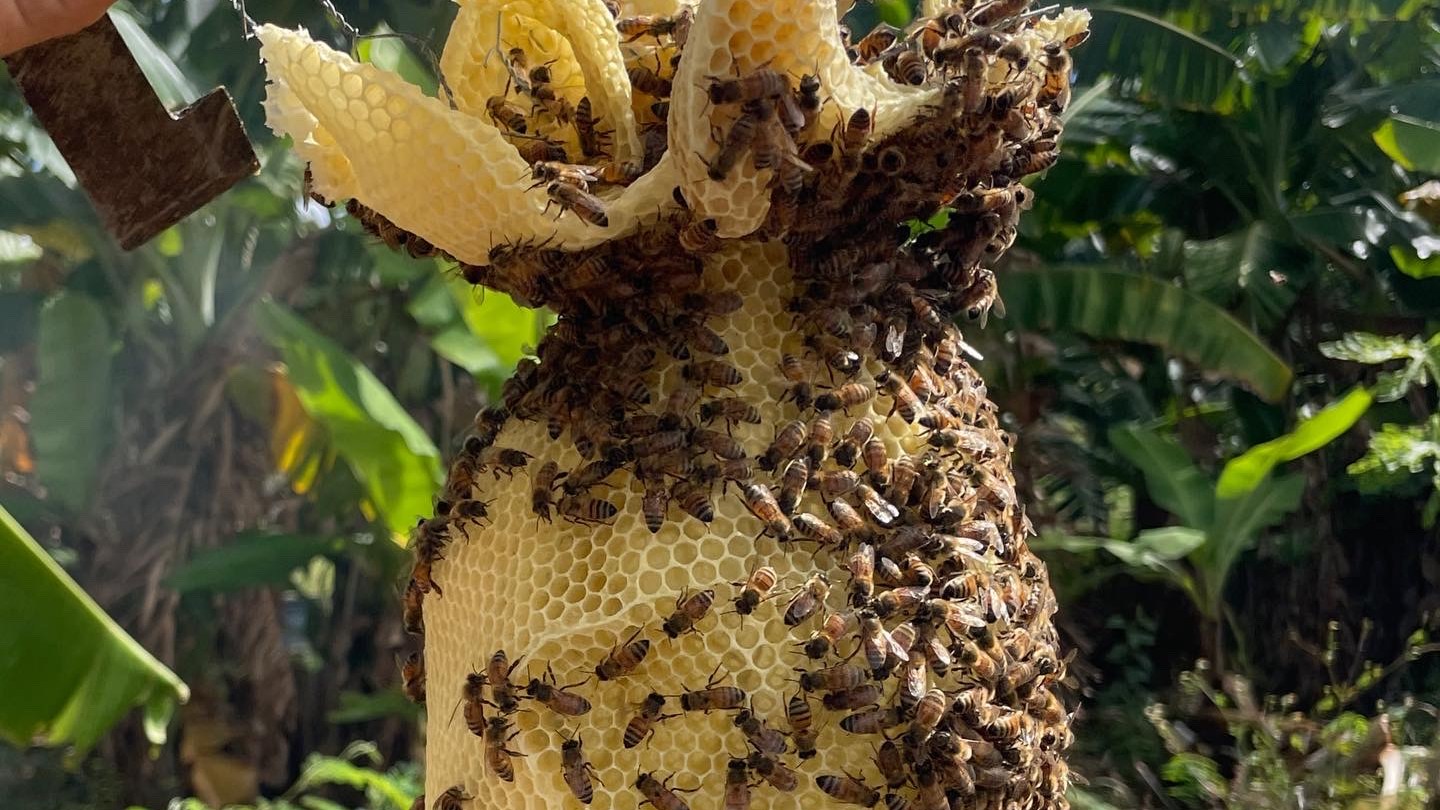 Person holding a honeycomb full of bees with plants in the background.