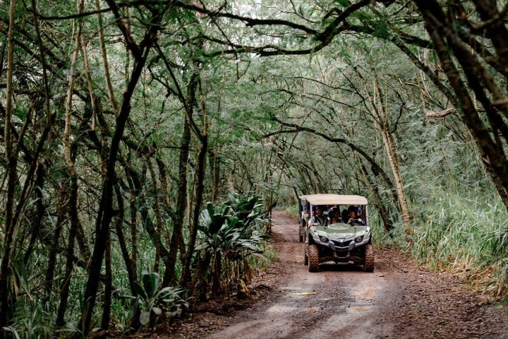 a tree in the middle of a forest