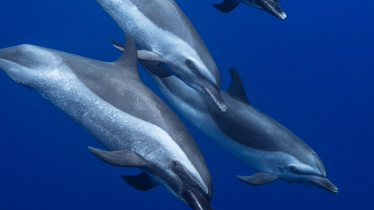 a close up of a bird flying over the top of a dolphin