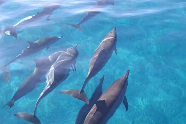 a bird swimming in water