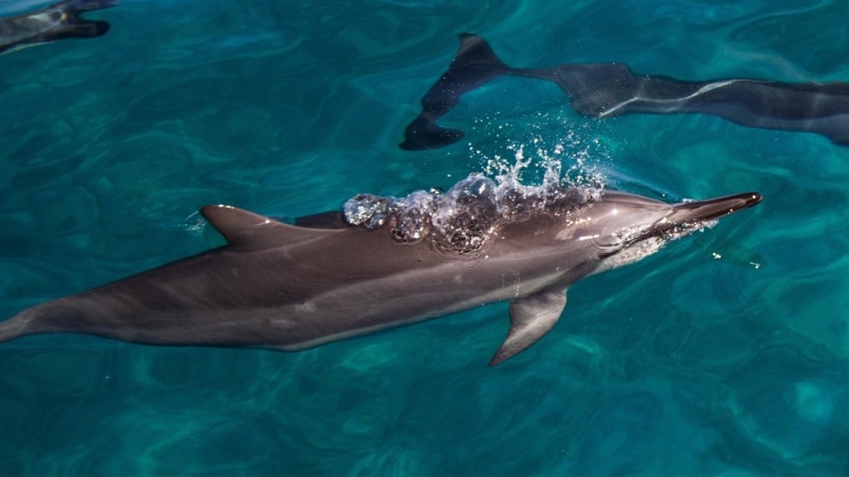 a fish swimming under water