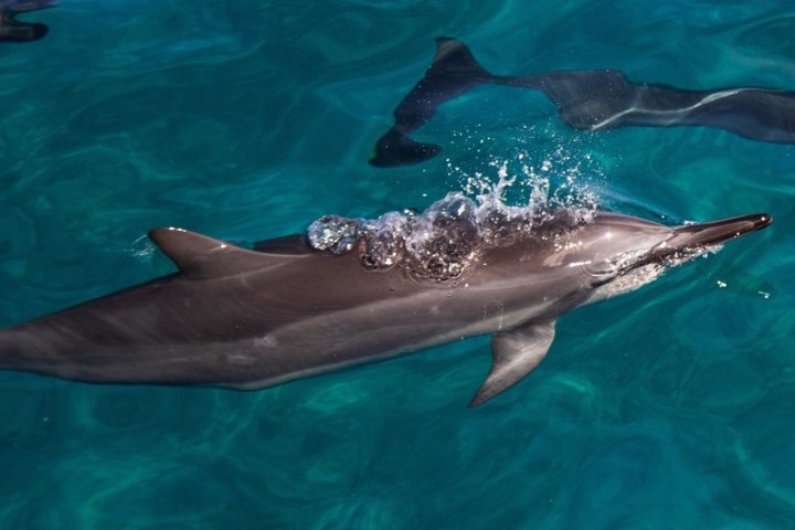 a fish swimming under water