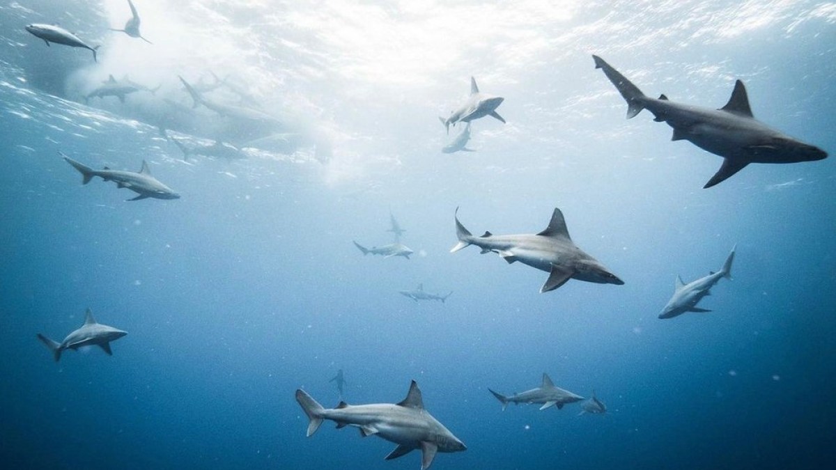 a fighter jet flying in the air