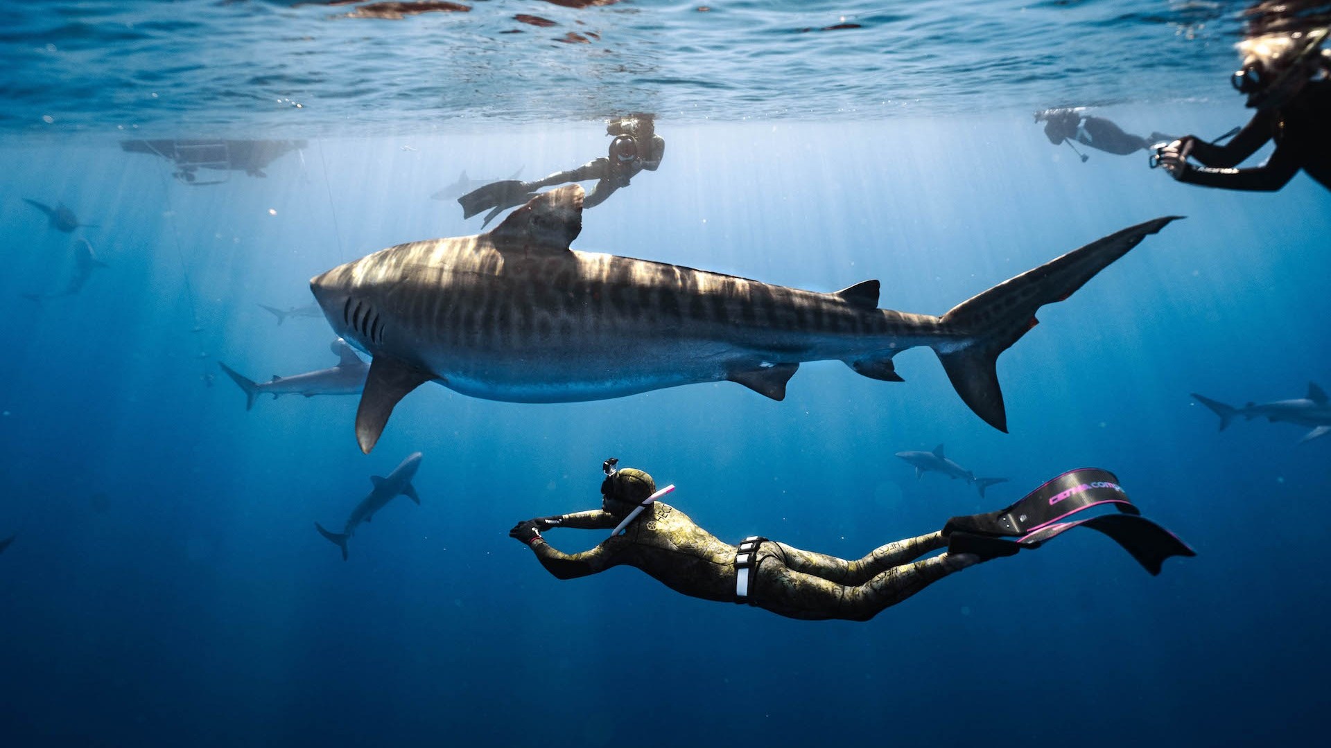 a flock of seagulls are swimming in the water