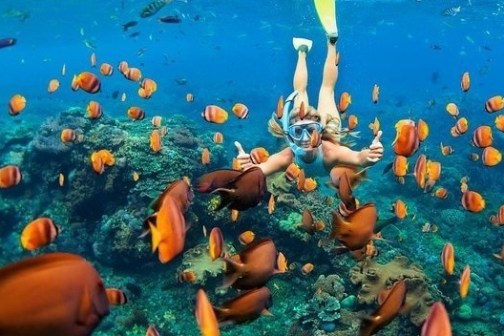 a group of colorful swimming in the water