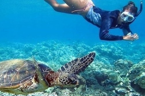 a turtle swimming under water
