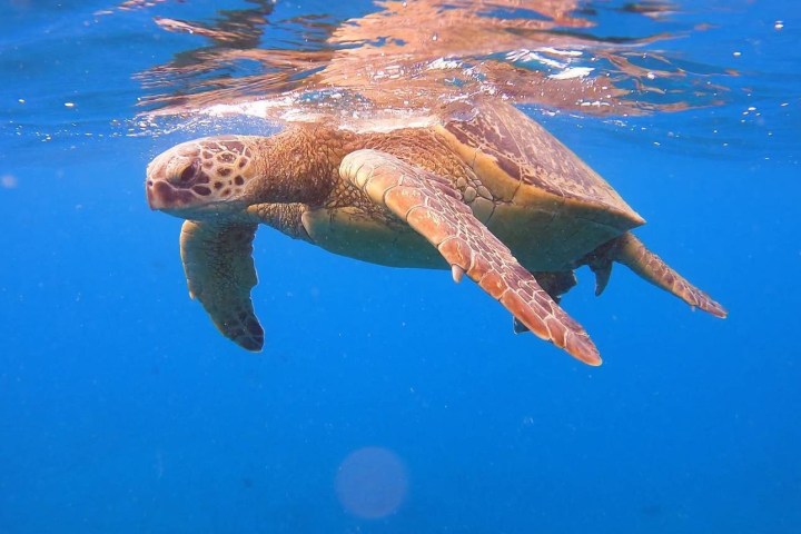 a turtle swimming under water