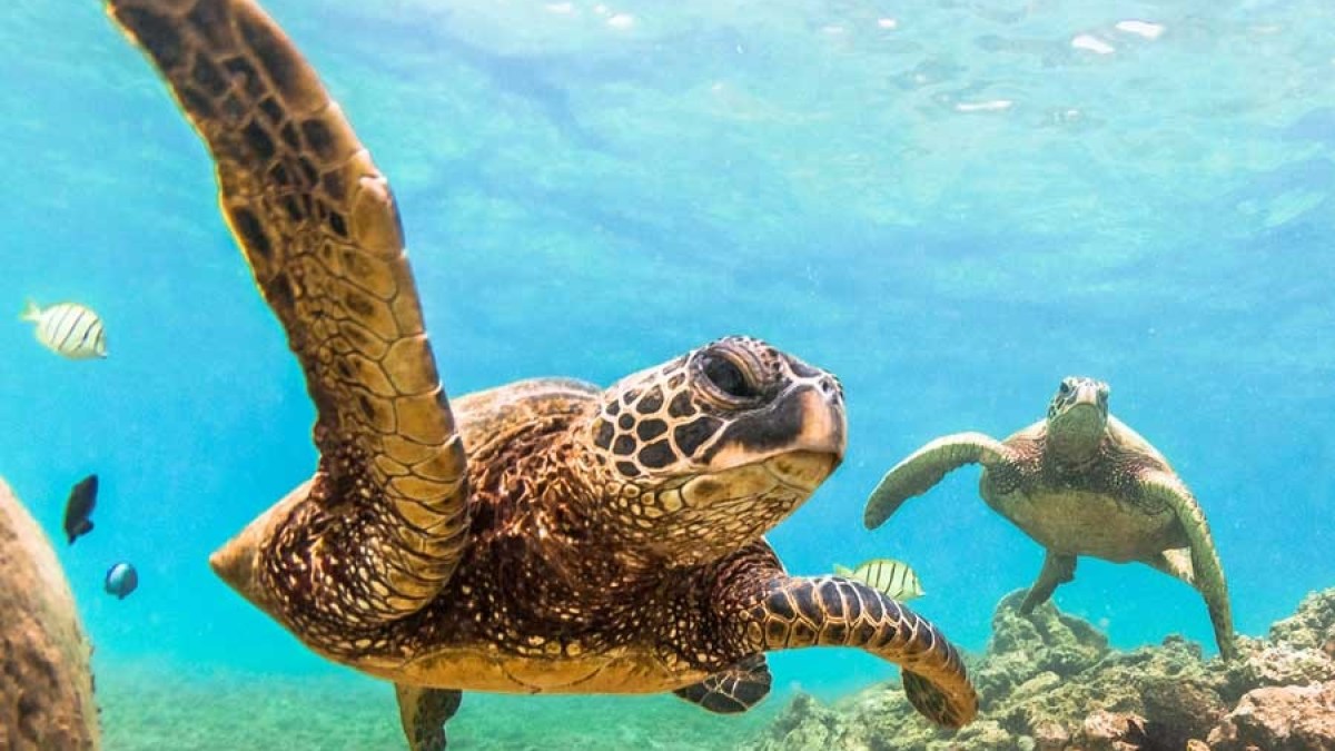 a turtle swimming under water