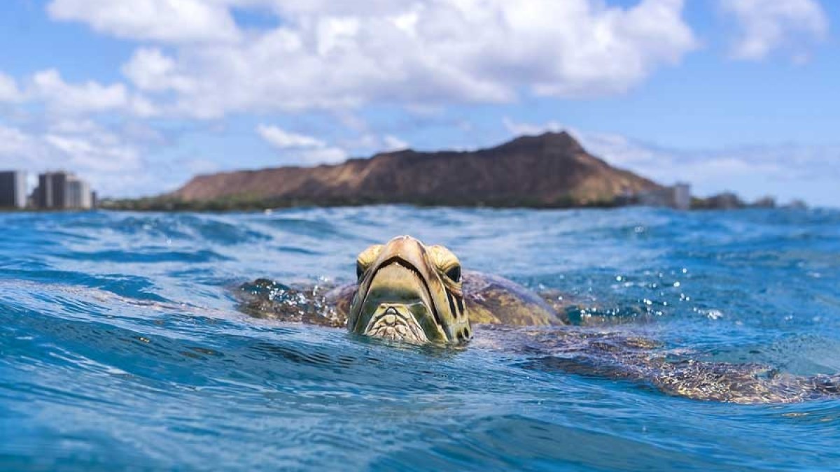 a group of people swimming in a body of water