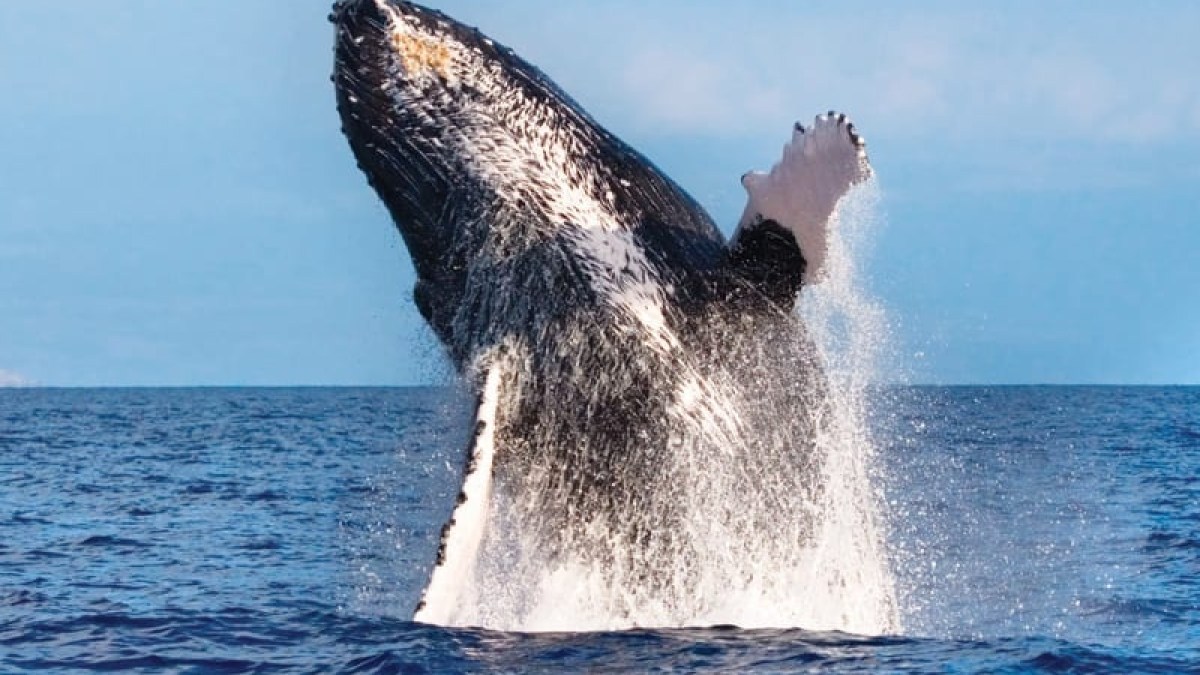 a whale jumping out of the water