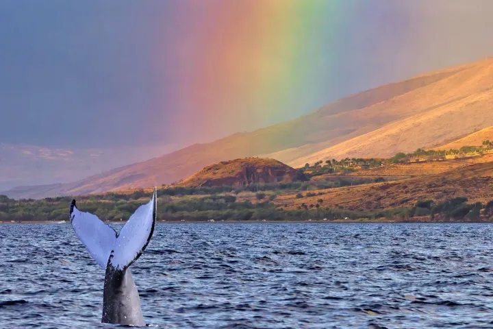 a large body of water with a mountain in the background