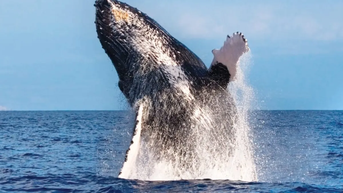 a whale jumping out of the water
