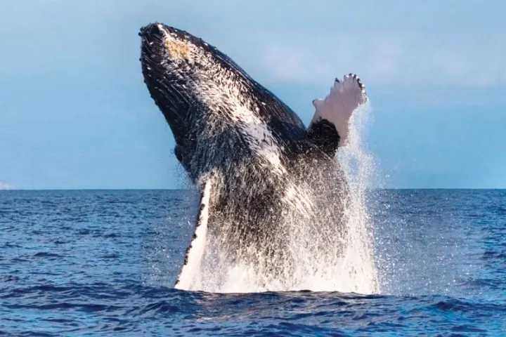 a whale jumping out of the water
