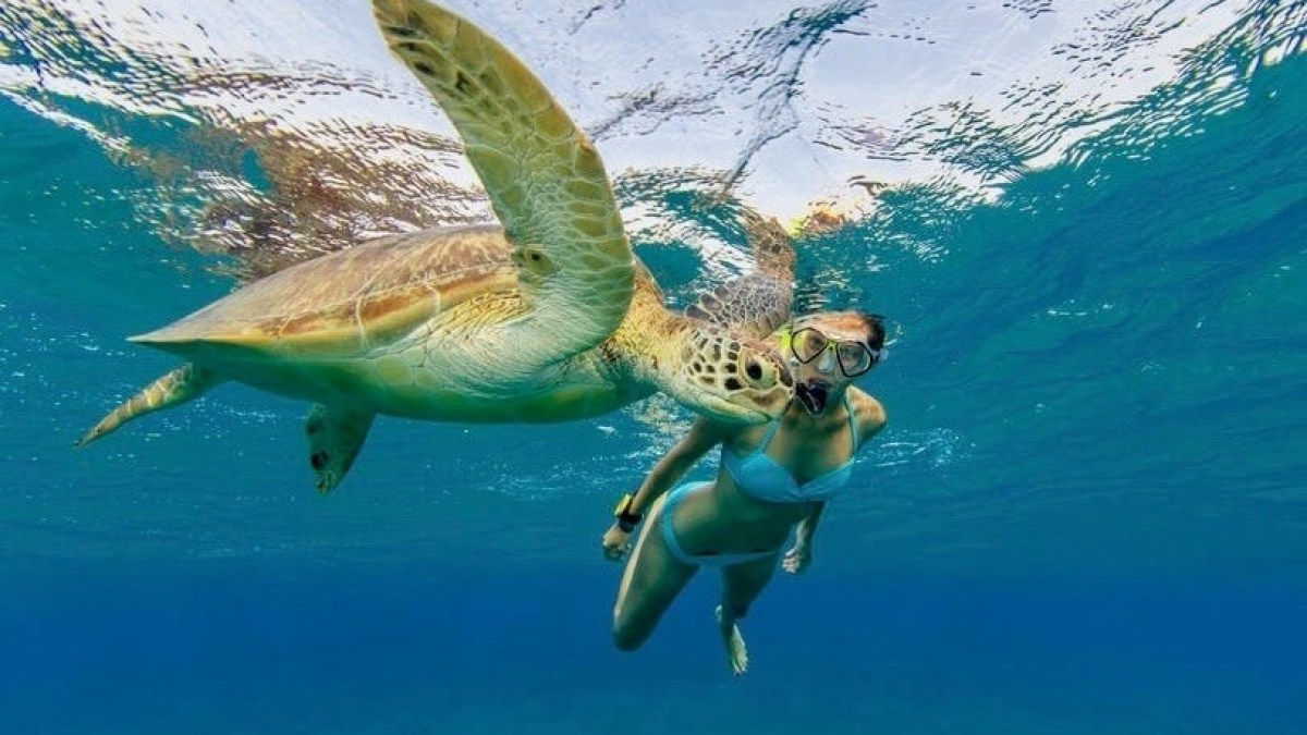 a turtle swimming under water