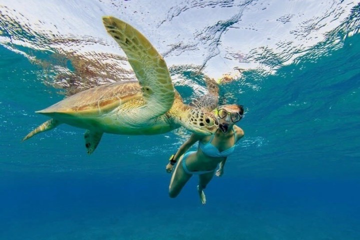 a turtle swimming under water