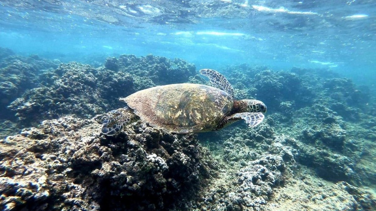 a turtle swimming under water