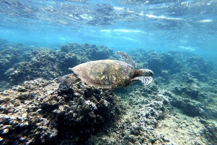 a turtle swimming under water
