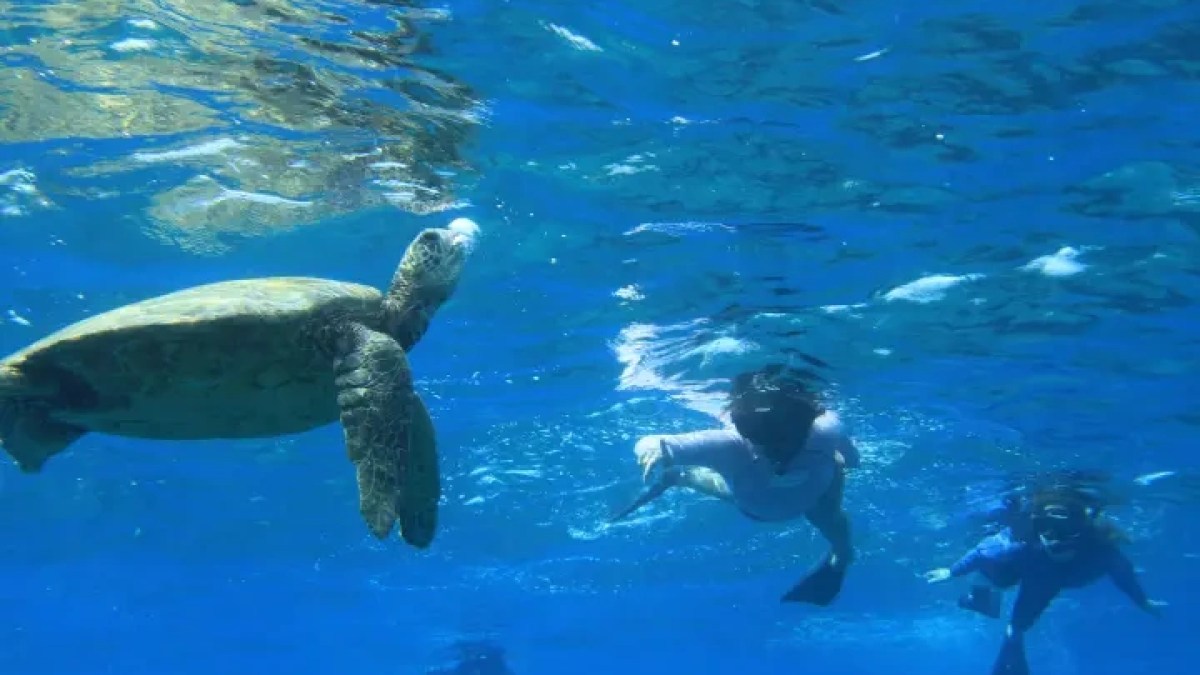a person swimming in a pool of water