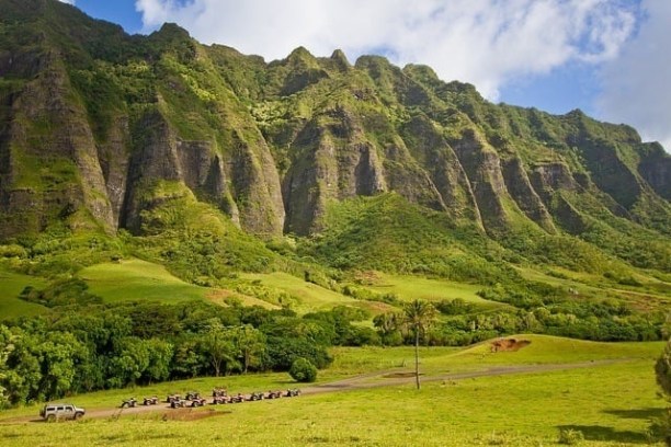 a herd of cattle grazing on a lush green hillside with Koʻolau Range in the background