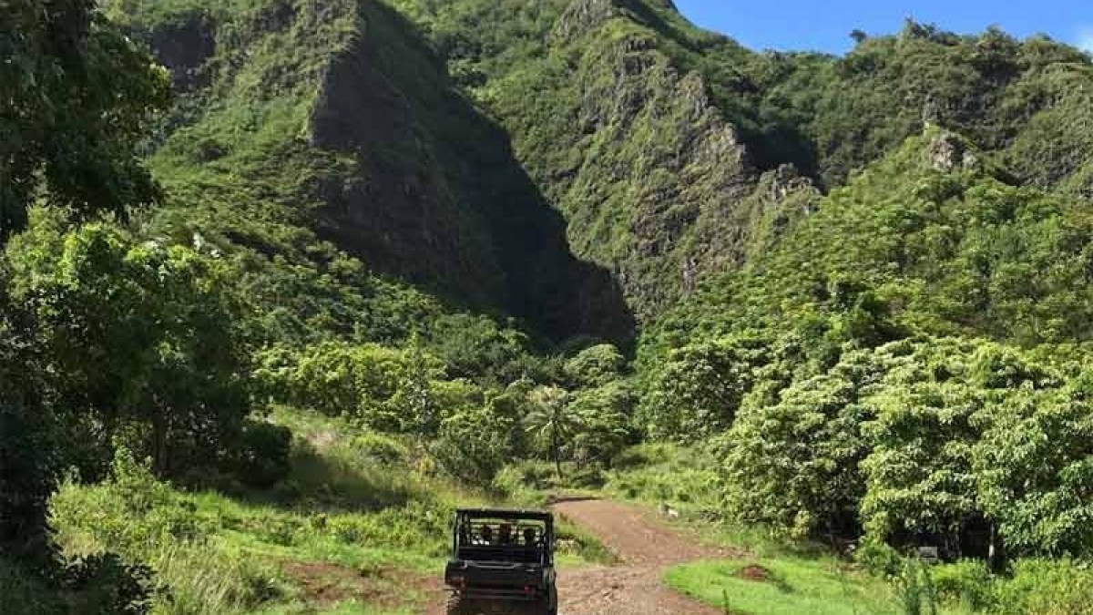 a path with trees on the side of a mountain