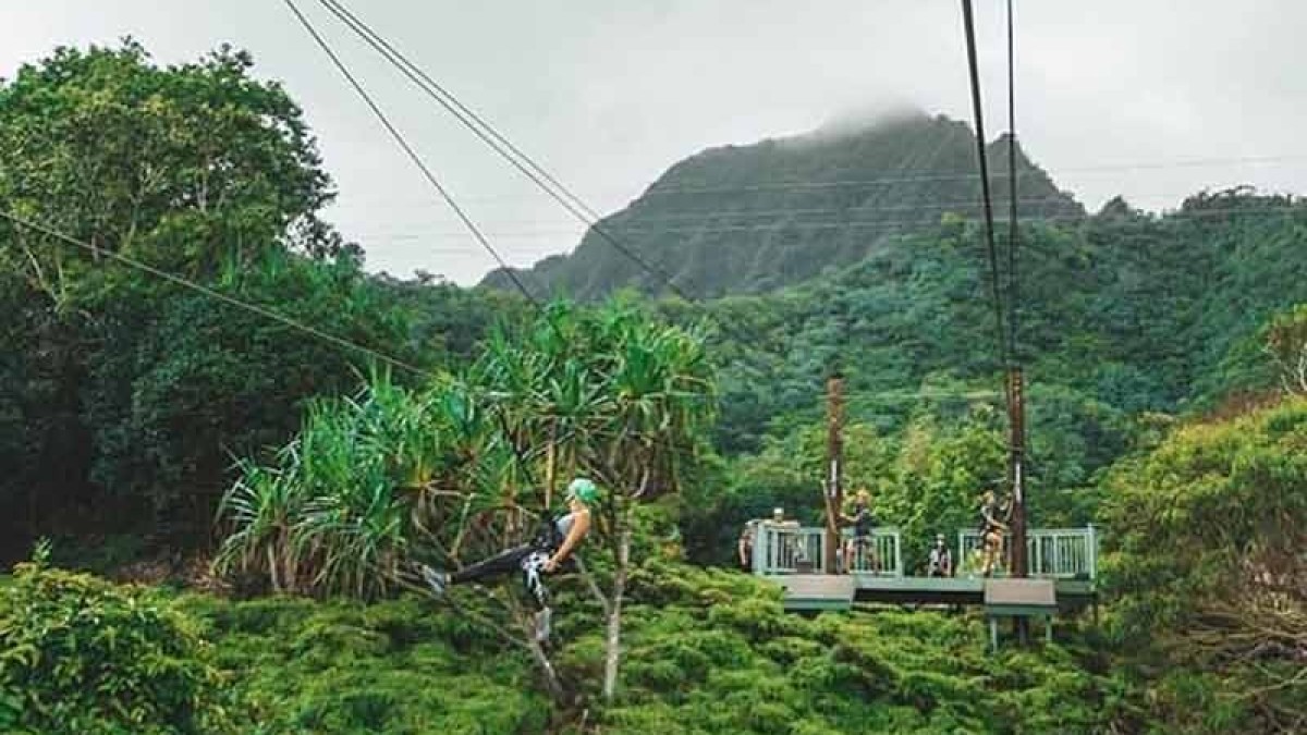 a tree with a mountain in the background