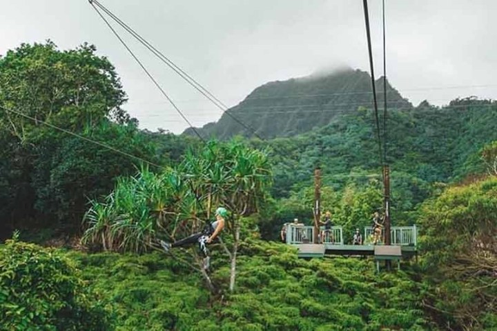 a tree with a mountain in the background