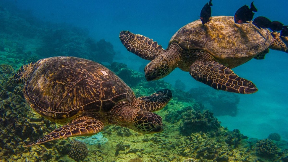 a turtle swimming under water