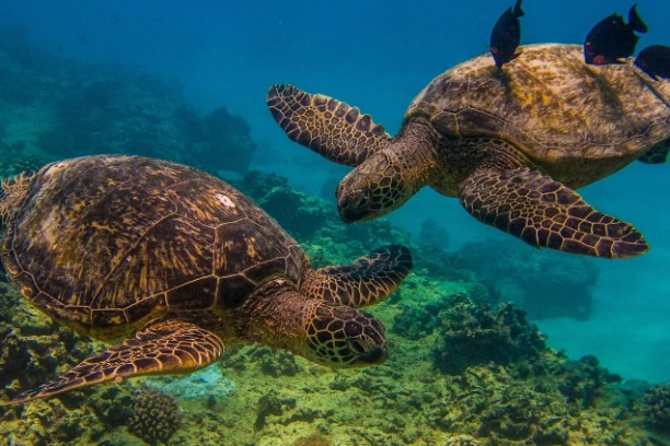 a turtle swimming under water