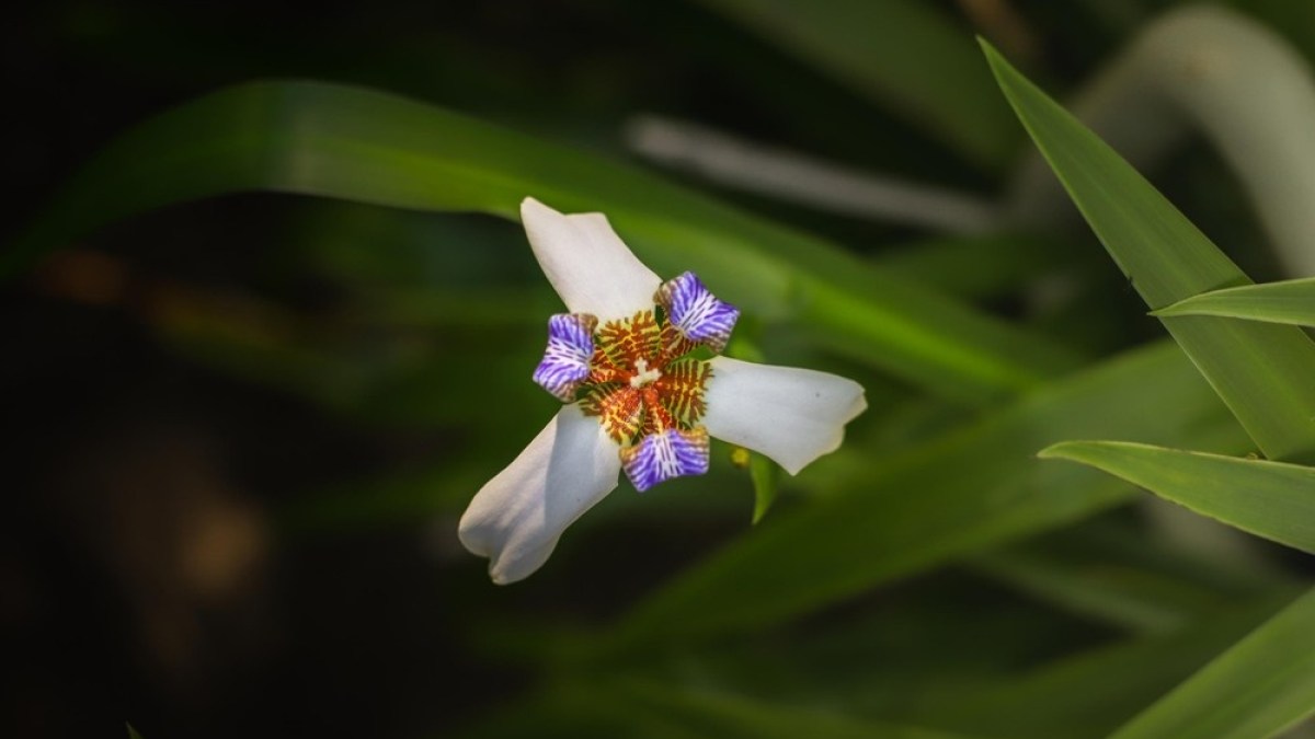 a close up of a flower