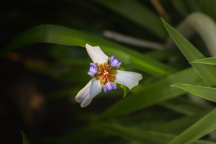a close up of a flower