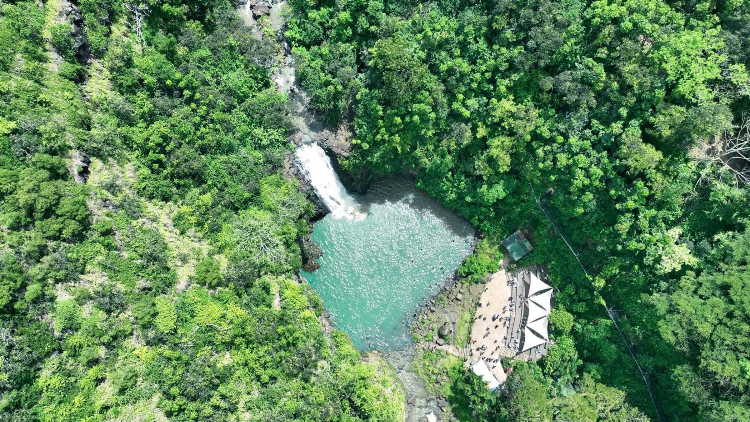 a large green tree in a forest
