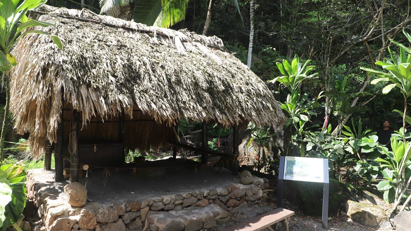 a garden in front of a tree