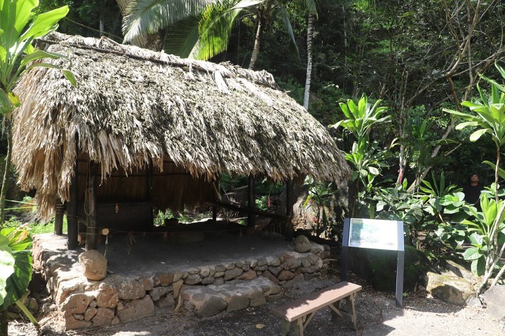 a garden in front of a tree