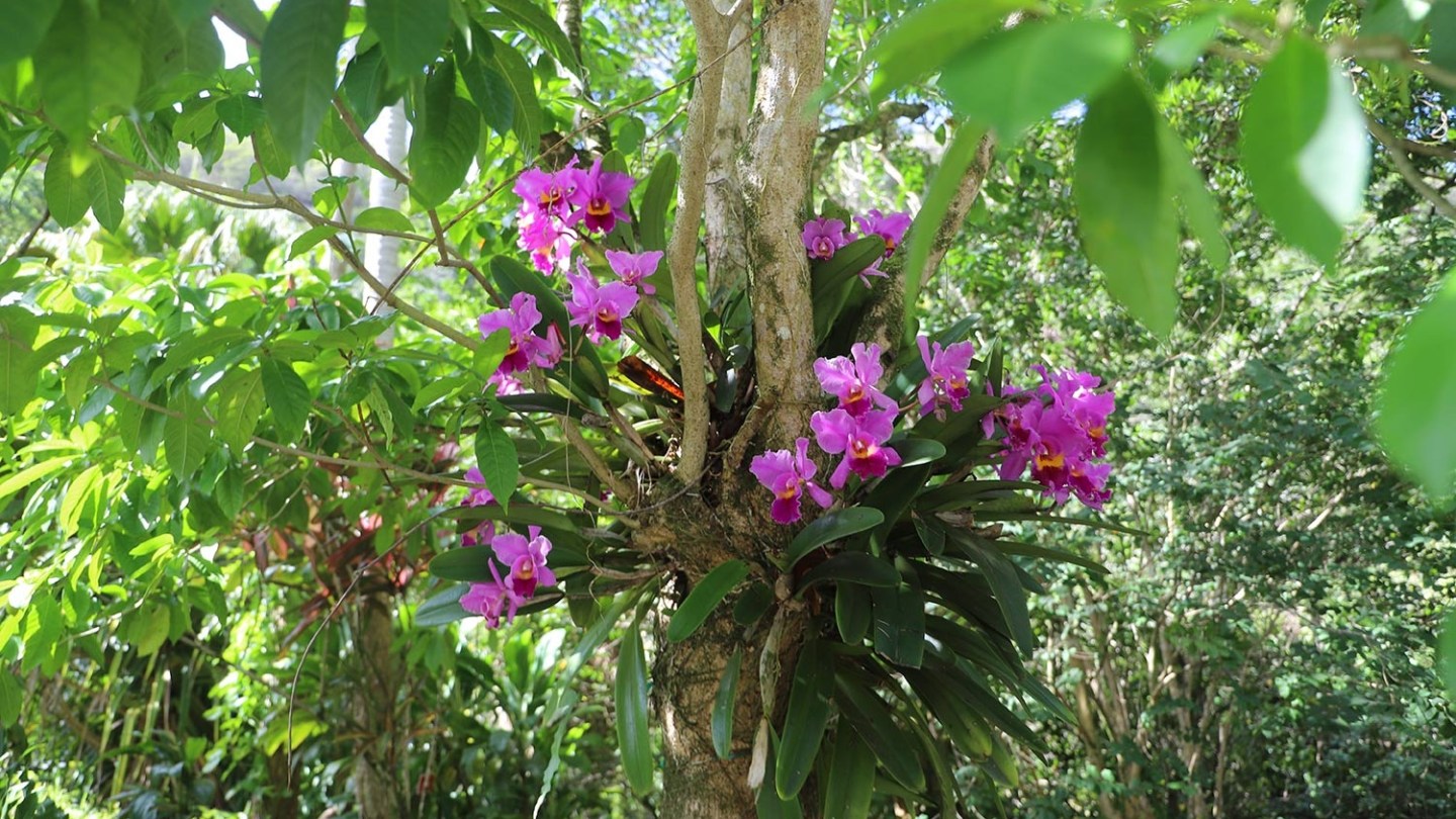 a vase of flowers on a tree