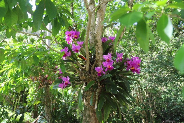 a vase of flowers on a tree