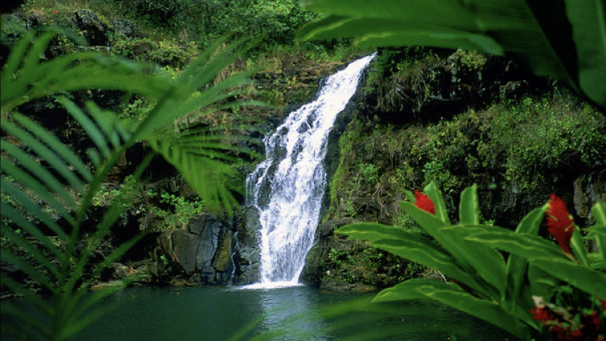 a waterfall surrounded by green leaves