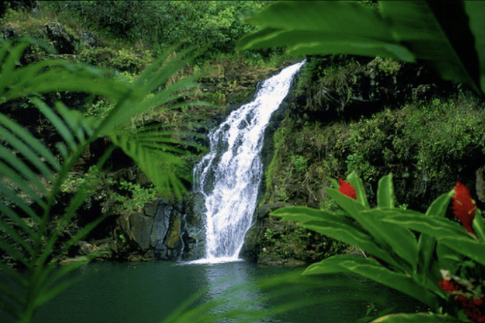 a waterfall surrounded by green leaves