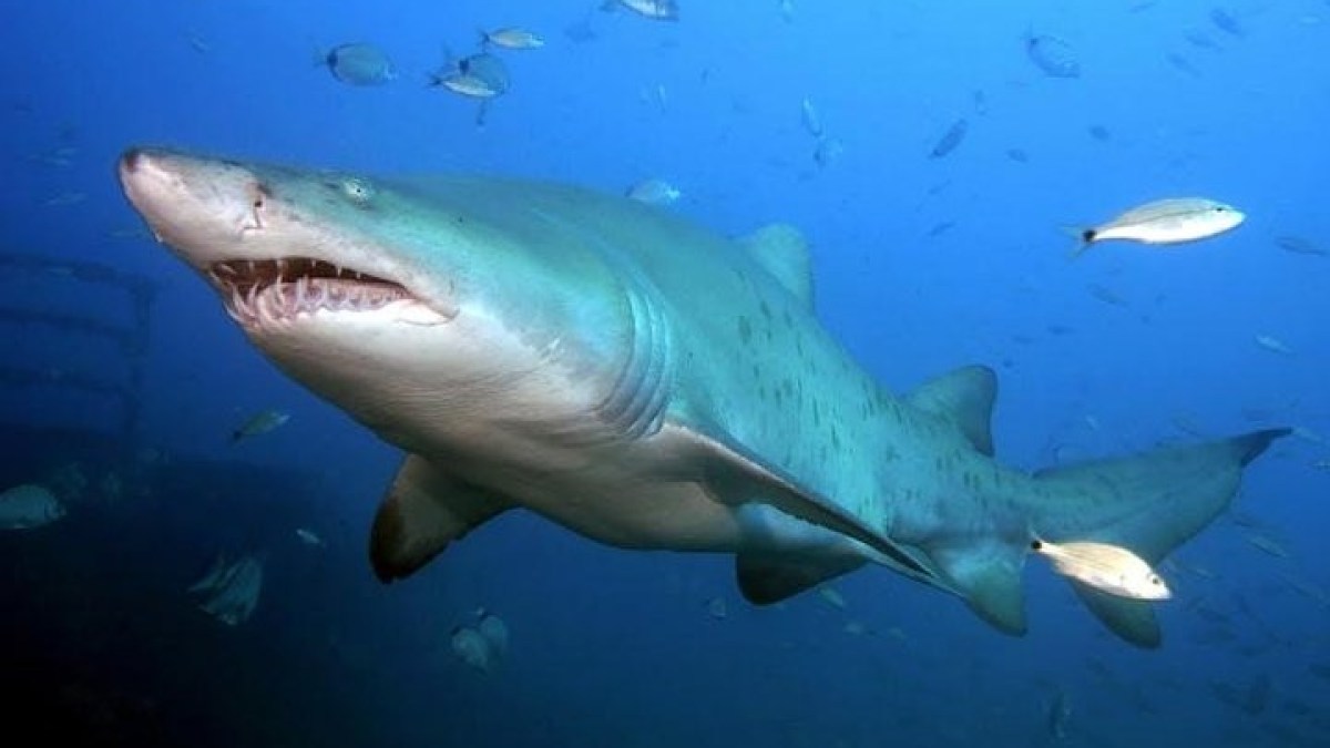 a fish swimming under water