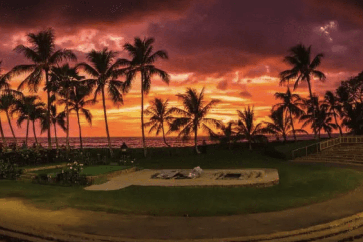 a palm tree in front of a sunset