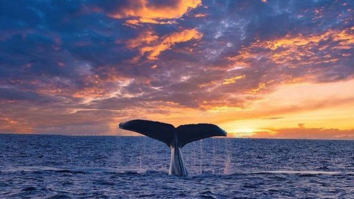 a whale jumping out of a body of water