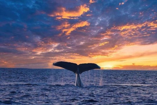 a whale jumping out of a body of water