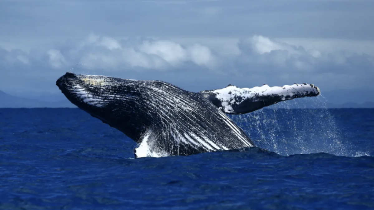 a large body of water