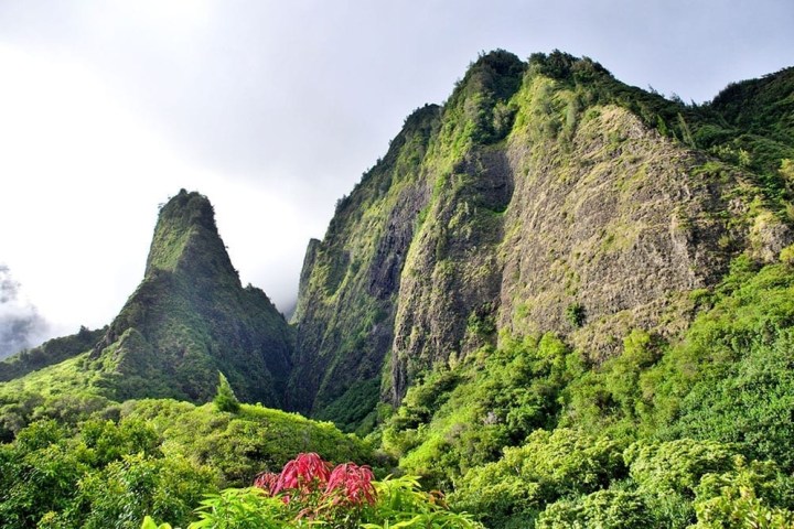 a tree with a mountain in the background