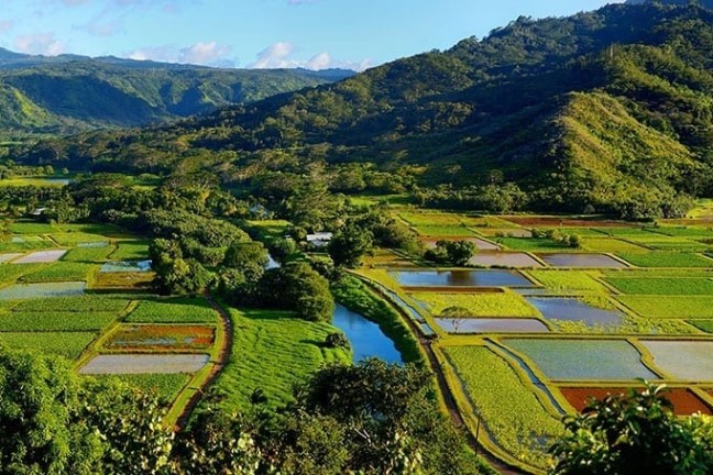 a view of a lush green hillside