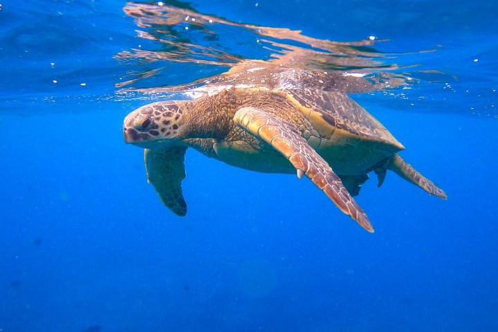 a turtle swimming under water