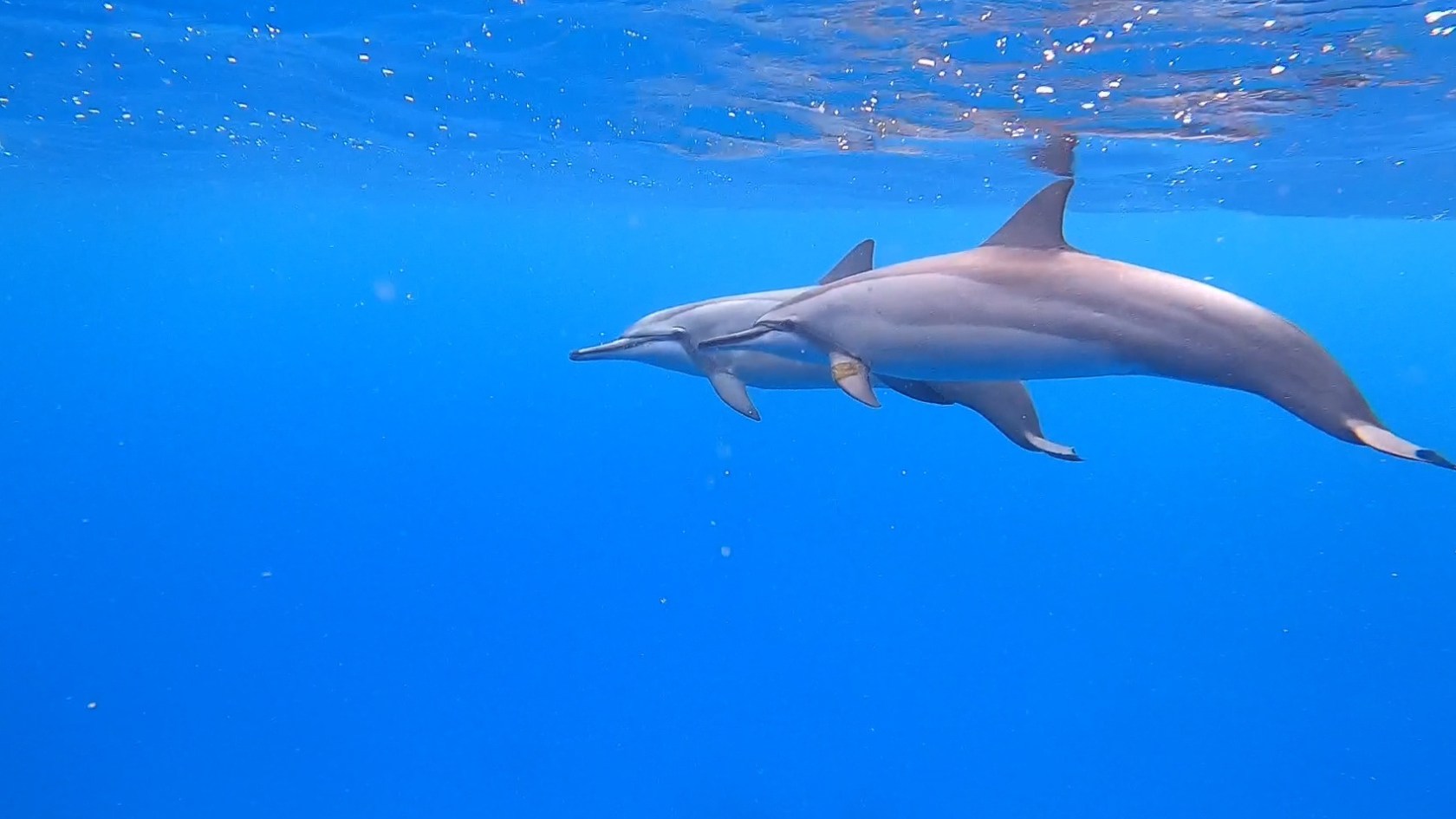 a fish swimming under water