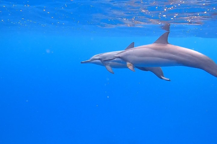 a fish swimming under water